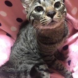 ゆったりほっこりする猫のお見合い会+明石多頭崩壊ネコも参加！ サムネイル2