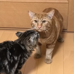 ゆったりほっこりする猫のお見合い会+明石多頭崩壊ネコも参加！ サムネイル3