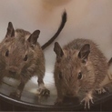 デグーの赤ちゃん〈生後1ヶ月半〉