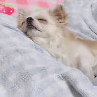 レン