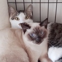 仲良しクッキーとチャッピーのペア