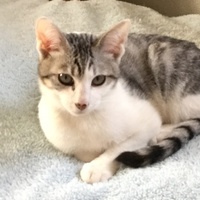 トム