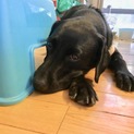 ラブラドール 持病あり