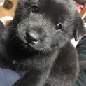 子犬の男の子！真っ黒ヤンチャ君！