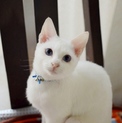 ブルーアイ美猫【リロ】