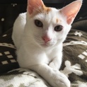 ５ヶ月の男の子、里親さん募集です。