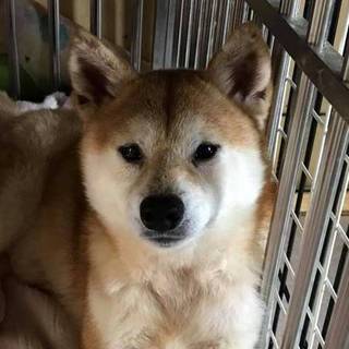 しばお♂柴犬6歳