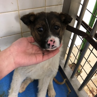緊急です。子犬ちゃんの命を助けて下さい。