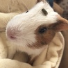 えりしゅー