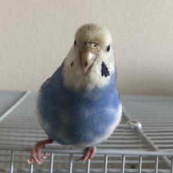 インコの肝臓疾患について