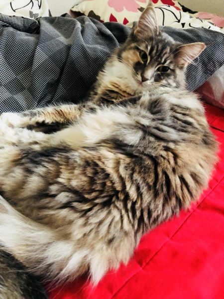 たらちゃん