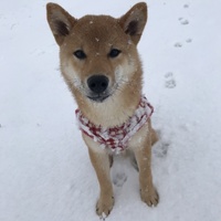 モカ