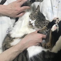 上野まぐ