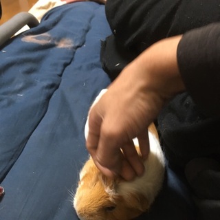 人懐っこいモルモット