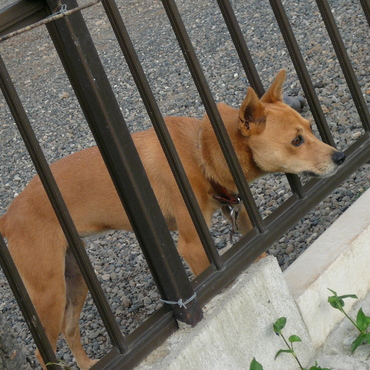 チョコ　会いたいよ～！！