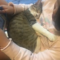 サーモンさんの里親さん募集