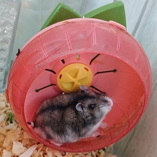 ジャンガリアハムスター里親募集