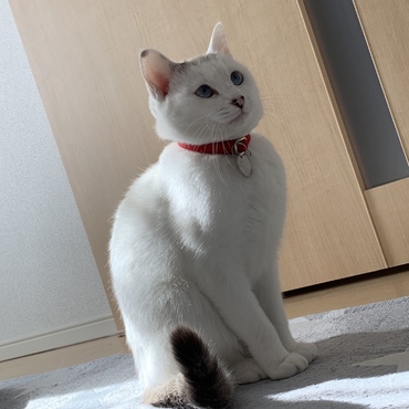 しっぽがチャームポイント