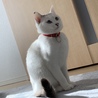 しっぽがチャームポイント