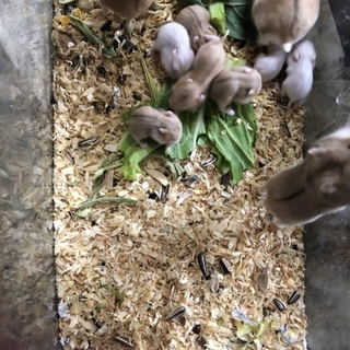 キャンベルハムスターレスキュー