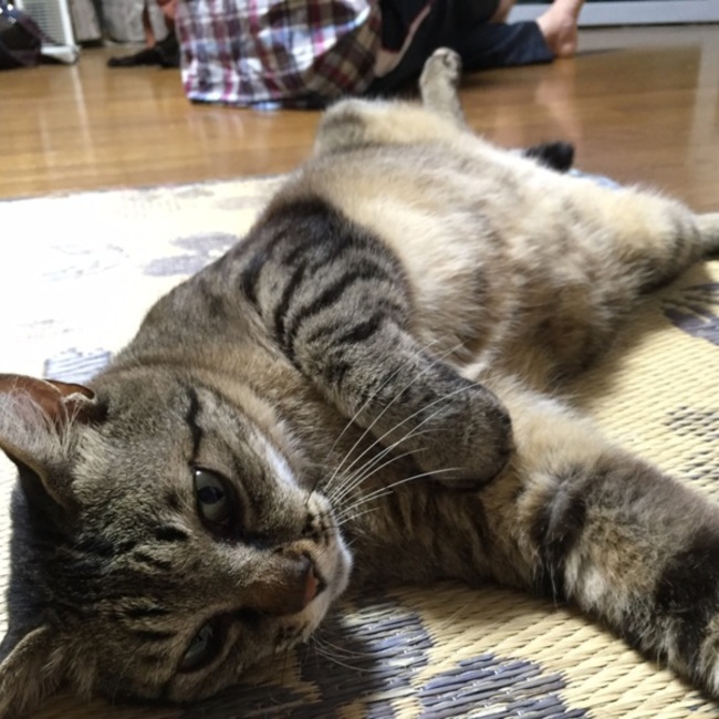 y_tetoのカバー写真