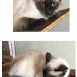 替え玉疑惑(￣ヘ￣メ)