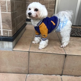 可愛いグッチです。