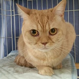 エキゾチックの純血種エッキくん２歳、血統書なし。