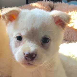 【リリ】おかげさまで里親さまが決まりました！