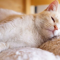 だいぶんニャれてきたぞ