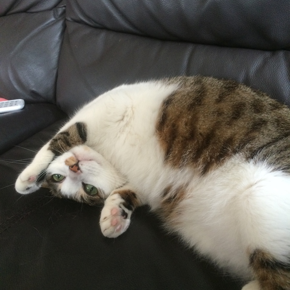Chloe(愛称クゥちゃん)のカバー写真