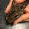 生後2ヶ月デグー