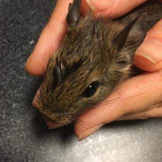 生後2ヶ月デグー