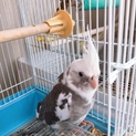 オカメインコ 男の子 WFパイド 交渉中