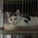 一歳半の美猫フミちゃん☆