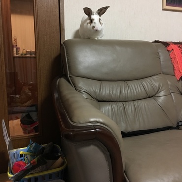 高いところ大好き