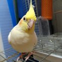 オカメインコ♀‥可愛がってくれる方お願いします