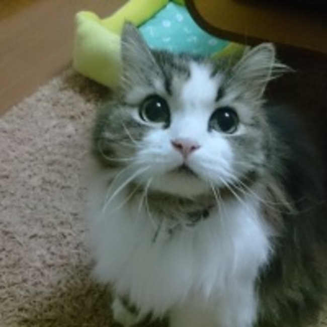 tabiatsuのカバー写真