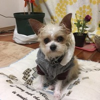 ジップ