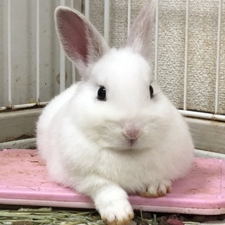里親募集ネザーランドドワーフ