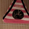 里親募集