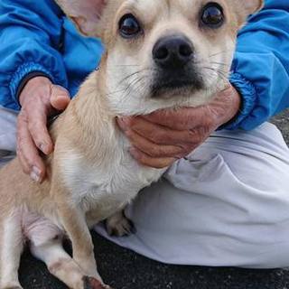 ≪追記飼い主返還≫チワワMIX♂下半身麻痺