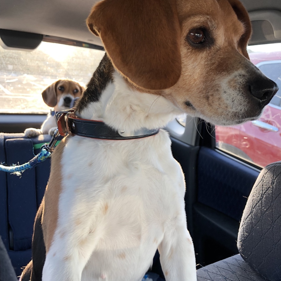 プッチのカバー写真