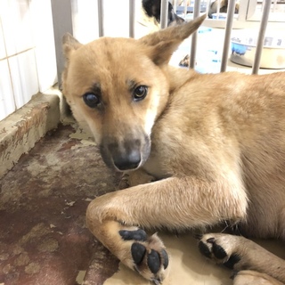 緊急。ガリガリに痩せた女の子を助けて下さい。動画有