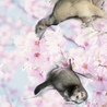 一足早くお花見
