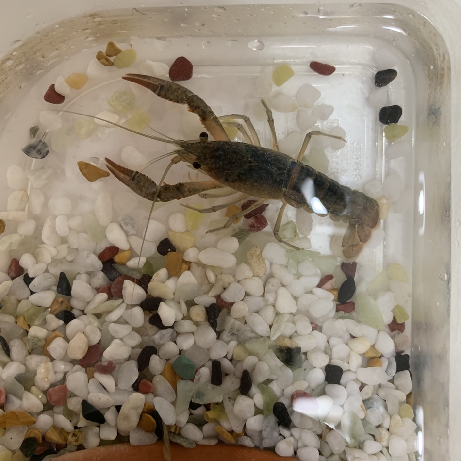 ザリ蔵のカバー写真