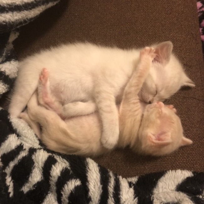 あられおのカバー写真