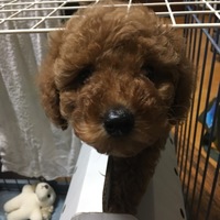モッピ