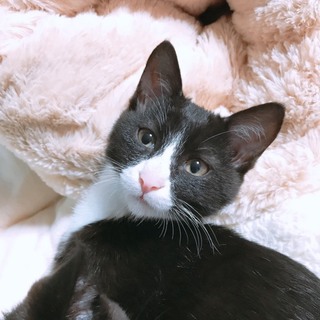 大切にしてくれる家族を探してます。