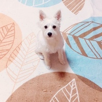 ルゥ